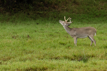 baying Buck