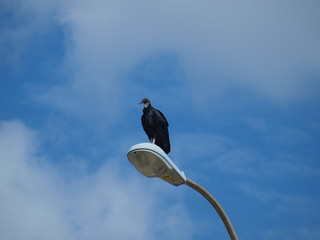 A Turkey Vulture Sits On Top Of A Street Light Watching Traffic Below. There were no winds making his thermal riding null. 