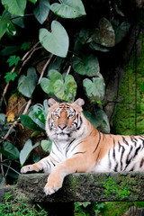 Bengal Tiger in forest show head and leg