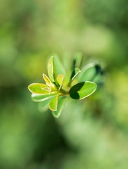 Closeup of green leaves and stamen
