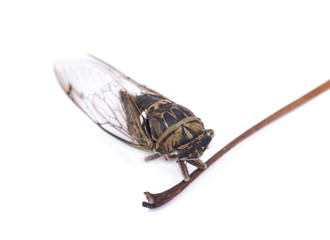 Insect Cicada (Cicadoidea) on long dry leaf stalk isolated on white background.