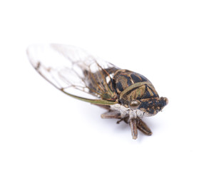 Insect Cicada (Cicadoidea) isolated on white background.