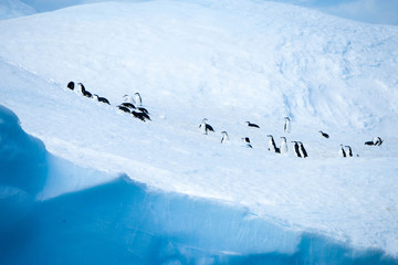 Beautiful shots of cute penguins in the Antarctica snow