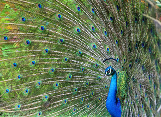 Fototapeta premium Peacock