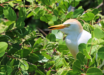 The Cattle Egret on mangrove tree, Jamaica