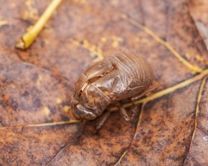 Cicada nymph shell (exuvum) on dry leaves. Periodical cicada emergence.  Metamorphosis Nymphs exoskeleton. Larva hatch shell.