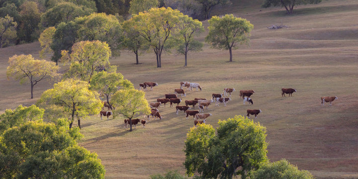 Bashang grassland of Inner Mongolia