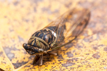 Insect Cicada (Cicadoidea) on dry yellow leaves.