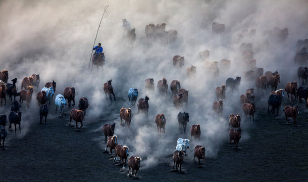 Chifeng city in Inner Mongolia grassland horses