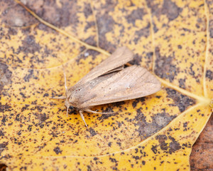 Grease moth (Aglossa cuprina), nocturnal moth, insect related to butterflies (Lepidoptera)on dry leaves.