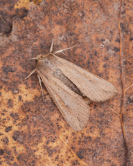 Grease moth (Aglossa cuprina), nocturnal moth, insect related to butterflies (Lepidoptera)on dry leaves.