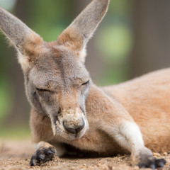 Naklejka na ściany i meble Ground level closeup about resting kangaroo in square format