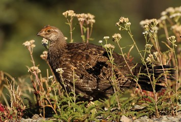 Grouse