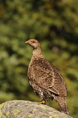 Grouse