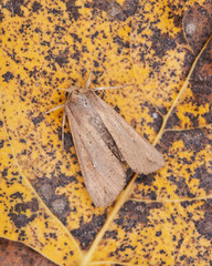 Grease moth (Aglossa cuprina), nocturnal moth, insect related to butterflies (Lepidoptera)on dry leaves.