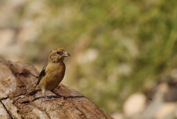 Crossbill