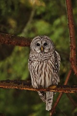 Barred Owl
