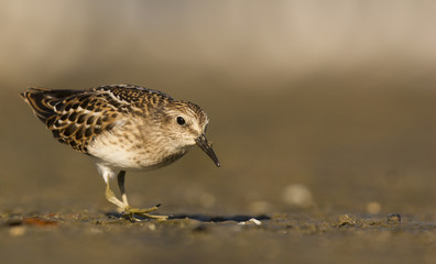 Sandpiper