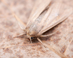 Grease moth (Aglossa cuprina), nocturnal moth, insect related to butterflies (Lepidoptera)on dry leaves.