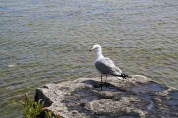 Seagull observing the passing of time on a rock on Flowerpot Island