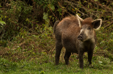 Wild pig in Cuba