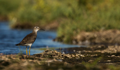 Shorebird on beach