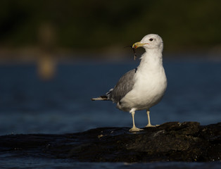 seagull on rock
