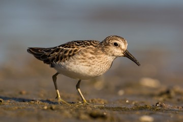 bird on the beach