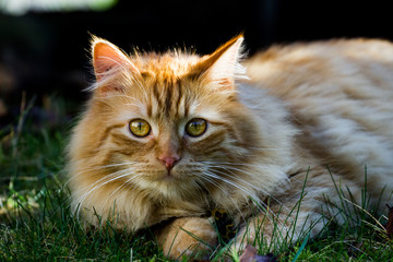 cat on grass