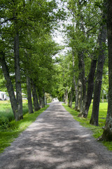 Quiet road in Sweden surrounded by trees