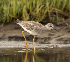 yellow legs bird