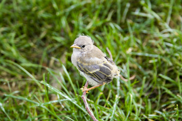 Baby bird sitting on a twig, observing the world