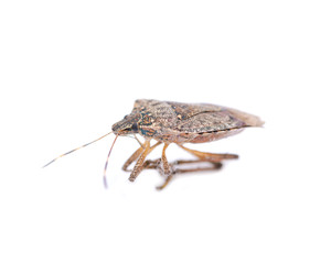 The brown marmorated stink bug (Halyomorpha halys), insect in the family Pentatomidae .