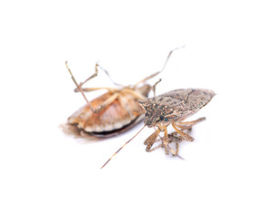 The brown marmorated stink bug (Halyomorpha halys), insect in the family Pentatomidae .
