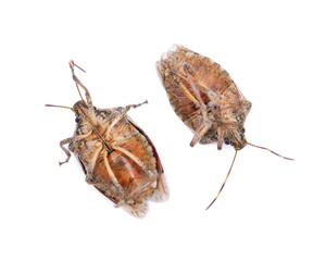 The brown marmorated stink bug (Halyomorpha halys), insect in the family Pentatomidae .