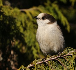 Gray Jay