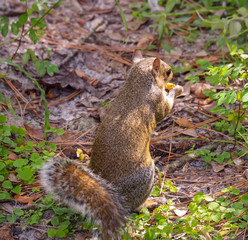 Squirrel sitting eating