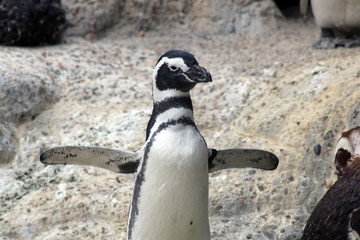 Naklejka premium magellanic penguin