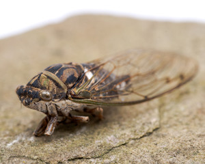 Insect Cicada (Cicadoidea) on natural carved stone.