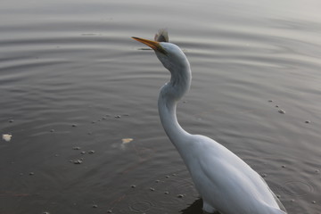 White heron catches the fish