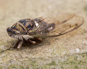 Insect Cicada (Cicadoidea) on natural carved stone.