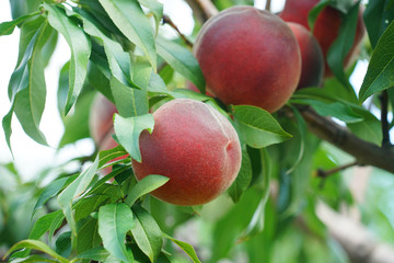close up on peaches on the branch