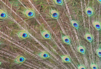 Obraz premium Peacock's feathers