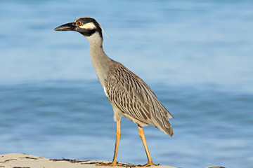 Yellow crowned night heron walking on the beach - Jamaica
