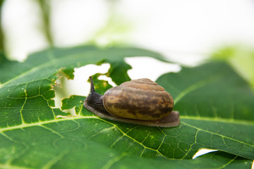 The snail is eating beautiful green leaves.