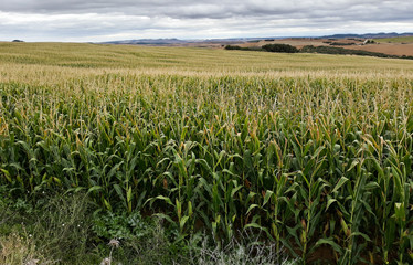Fototapeta na wymiar Cornfield grown close to harvest