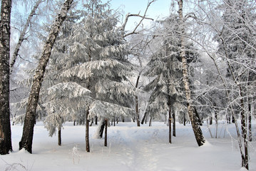 Winter Siberian forest, Omsk region