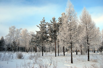 Winter Siberian forest, Omsk region