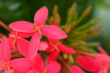 nice closeup picture of pink spike flowers or ixora