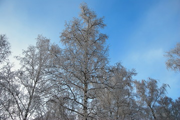 Winter Siberian forest, Omsk region